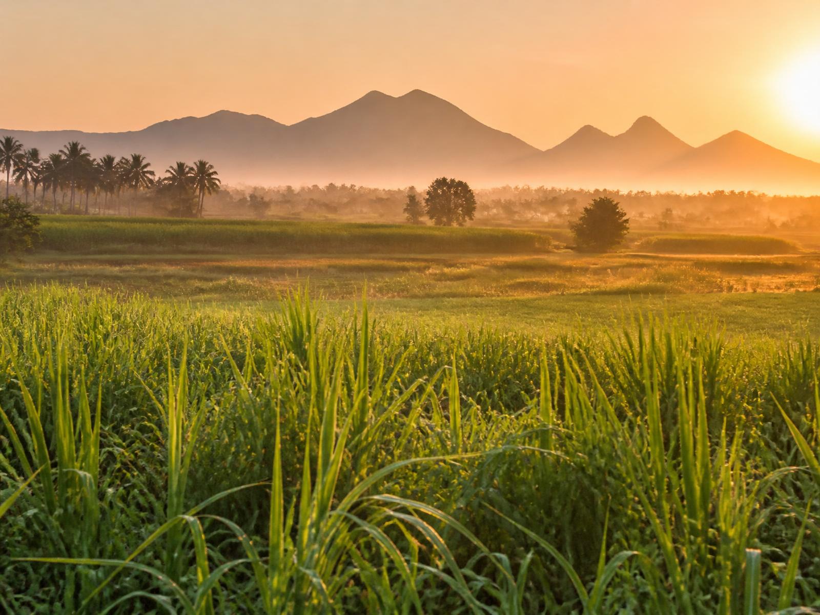 Indian farmland at sunrise